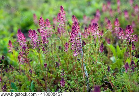 Fumaria Officinalis - Purple Flowers, Beautiful Flower Close Up