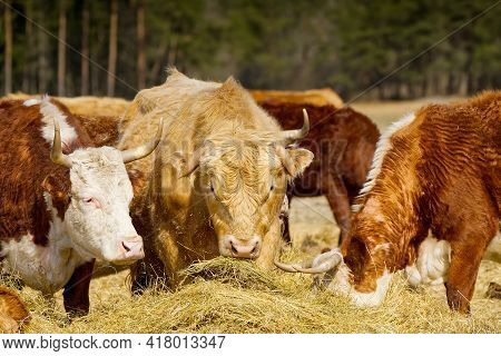 Charolais And Chandler Herefords Cow Eating At Autumn Field. Brown And White Paint Cow. Cute Orange 