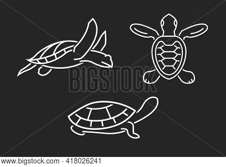Turtle Elements Set. Outlined Graphics Isolated On A Dark Background