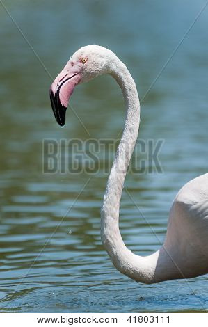 Tête Flamingo