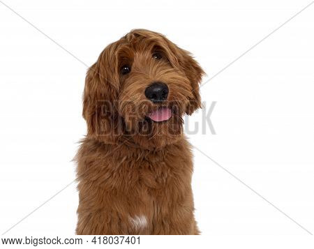 Head Shot Of Handsome Male Apricot Or Red Australian Cobberdog Aka Labradoodle. Looking Friendly To 