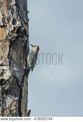 Red Bellied Woodpecker Clinging To A Florida Pine Tree While Feeding On Insects.
