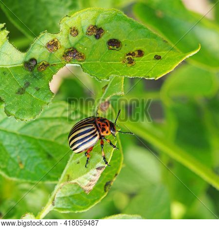 Colorado Beetle Sitting On A Pitted Potato Leaf. Focus On The Pest's Legs. Bug Eating A Plant. Close