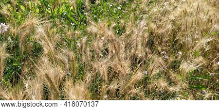 Hordeum Murinum Aka Wall Barley Or False Barley Grass Plant.