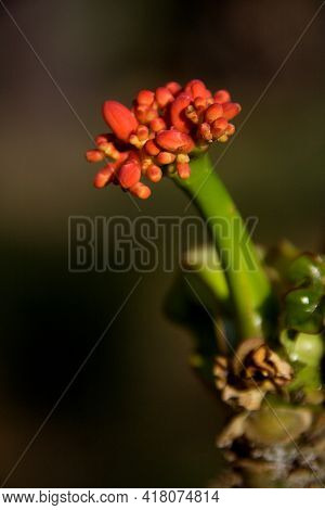 Twig Carrying Buds Of Buddha Belly Plant Or Jatropha Podagrica At Republic Day Flower Show In Lalbag