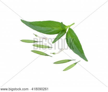 Frehs Andrographis Paniculata With Flowers And Green Seeds  Isolated On White Background