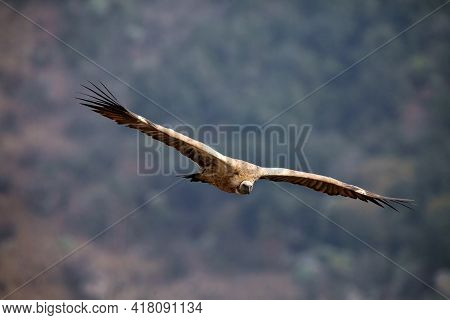 The Cape griffon or Cape vulture (Gyps coprotheres) flies on a background of mountains. A large African vulture lands in Drakensberg in the morning light.