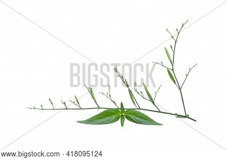 Andrographis Paniculata Plant With Flowers And Green Seeds  Isolated On White Background