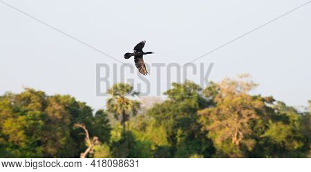 Indian Cormorant Bird In Flight Against Trees On The Shore Of The Beautiful Lake In Pusdiyankulama W