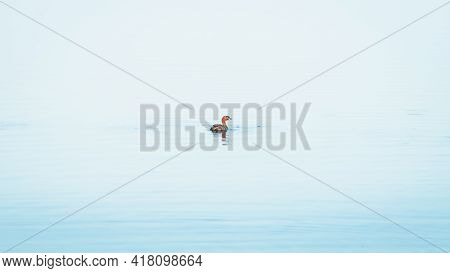 Little Grebe Duck Swimming In A Lake Isolated On Clam Blue Waters In Pusiyankulama Wewa, Anuradhapur