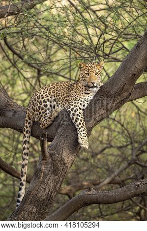 Wild Male Leopard Or Panther On Tree Trunk With Eye Contact In Natural Green Background At Jhalana F