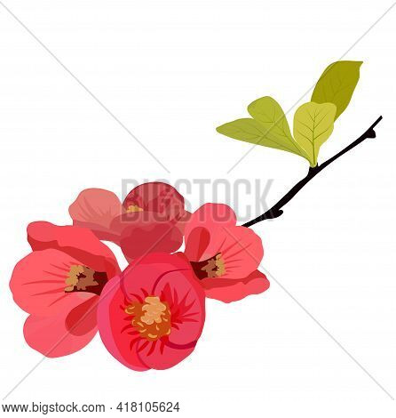 Peach, Pear, Apple Flower Vector Stock Illustration. Flower Buds On A Branch Of A Cherry Tree. Close