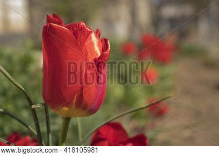 Red Tulip On A Blurred, Green Background.
