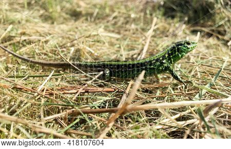 Photography On Theme Beautiful Green Scales To Body Lizard Sitting In Dry Grass
