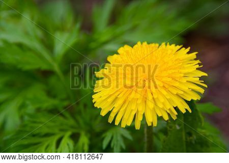 Yellow Young Flowers Mother And Stepmother On A Background Of Green Grass On A Bright Sunny Spring D
