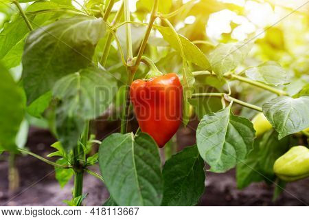 Red Bell Pepper On A Branch In A Greenhouse In Sunlight. Growing Fresh Juicy Red Pepper On Branch In
