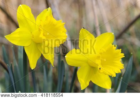 Bright Yellow Spring Flowers Daffodils Close Up