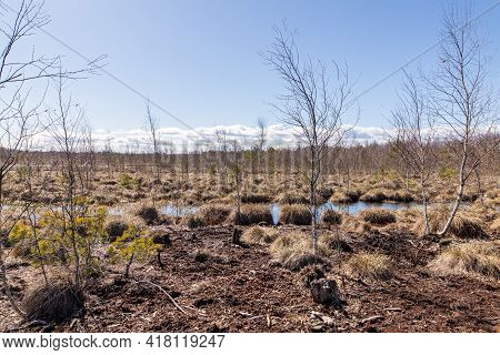 Early Spring At Low Peat Moor. Bog During Bright Spring Day. Bog Trees At Swamp. Wetland With Birch 
