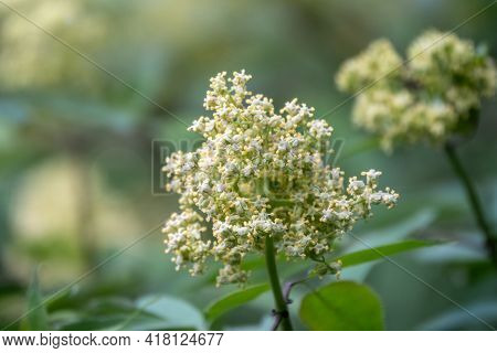 White Flowers Of Sambucus Racemosa Or Red Elderberry. Flower Buds And Leaves Of Red Elderberry, Samb