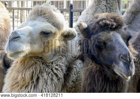 Two Black And White Camels, Next To Each Other, Look In Different Directions. Close-up. Selective Fo
