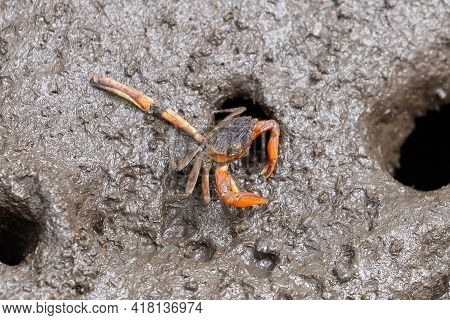 Metaplax Elegan Crab
