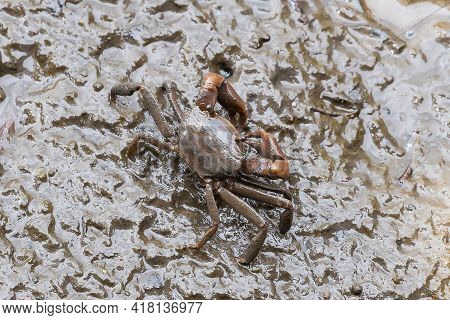 Grapsidae Metaplax Crab