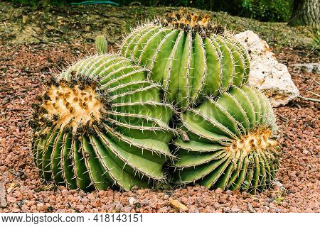 Detail Shot Of The Cactus Ferocactus Schwarzii On Stony Ground With Dried Flowers And Orange Flower 