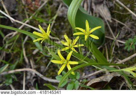 Yellow Gagea Flower In A Forest At Spring