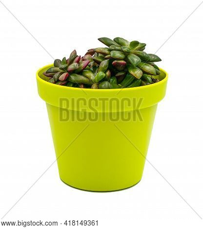Succulents In A Flower Pot. Compositions Of Succulents.