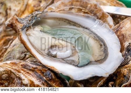 Eating Of Fresh Big Raw Fine De Claires Vertes Green French Oysters From Marennes-oleron
