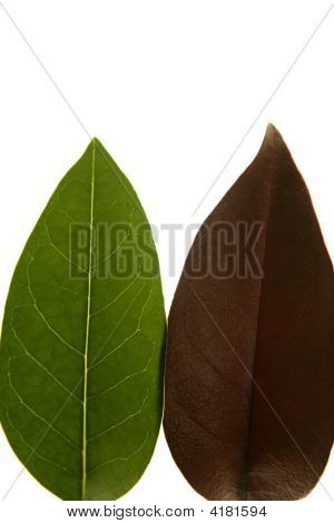 Grün und braun Blätter, Vergleich von Frühling bis Herbst, weiß