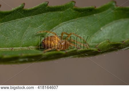 Typical Orbweaver Spider