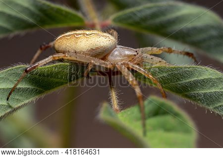 Grass Neoscona Spider