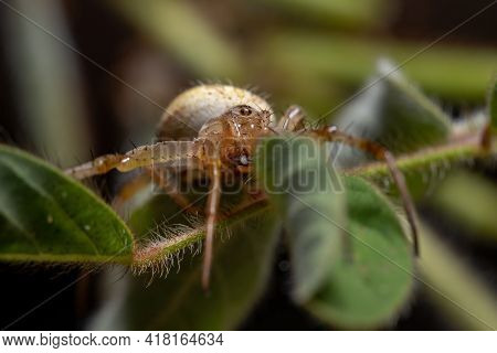 Grass Neoscona Spider