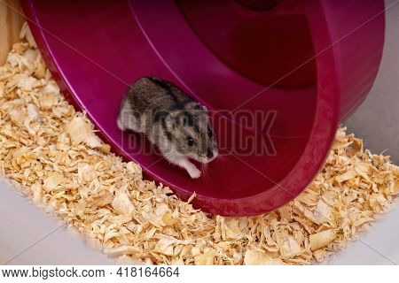 Campbell's Dwarf Hamster
