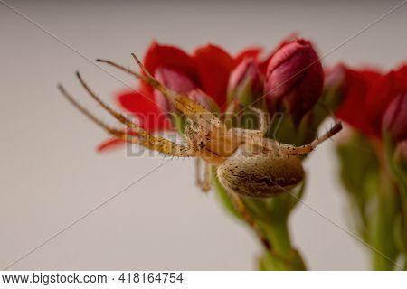 Grass Neoscona Spider