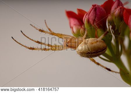 Grass Neoscona Spider