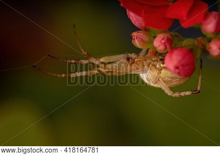 Grass Neoscona Spider