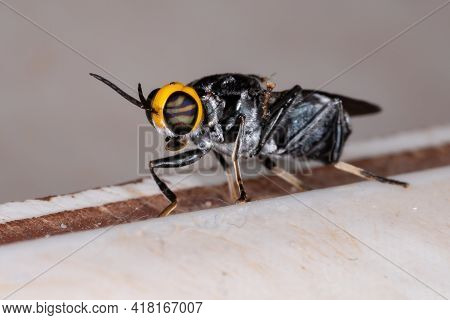 Adult Soldier Fly