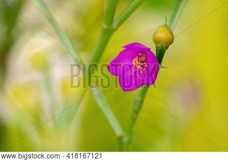 Fame Flower Plant