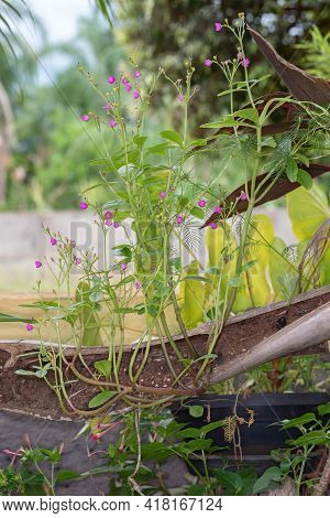 Fame Flower Plant
