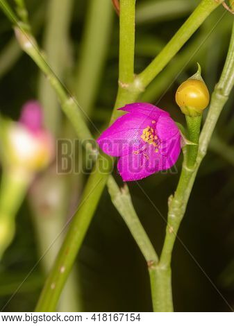 Fame Flower Plant