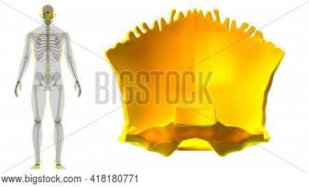 Human Skeleton Skull Occipital Bone Anatomy For Medical Concept