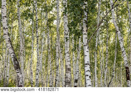 Horizontal Photo Of A Group Of Young White Birch Trees With Green Foliage Is Against The Blurred Bac