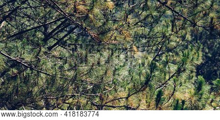 Banner Real Nature Composition Background. Close-up Green Pine Tree Prickly Branches, Clusters Of Lo
