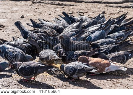A Flock Of Pigeons Eating Grain Scattered On The Street, Close-up