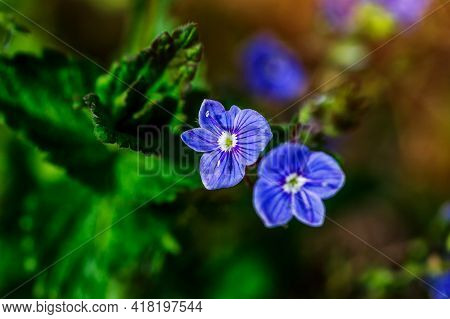 Blue True Forget-me-not (myosotis Scorpioides) Green Background.blue Wildflowers. Blue Flower Petals