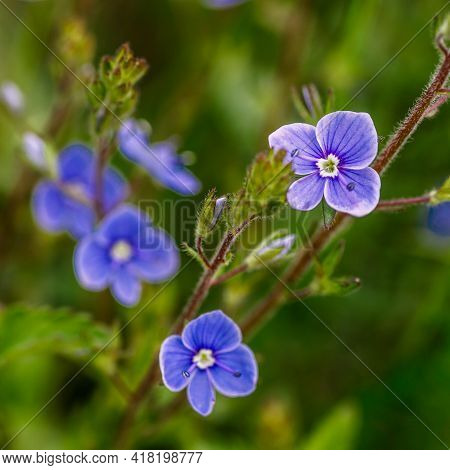 Blue True Forget-me-not (myosotis Scorpioides) Green Background.blue Wildflowers. Blue Flower Petals