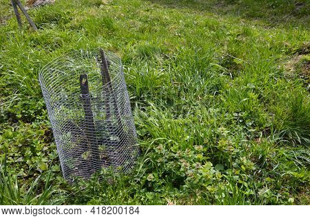A Young Actinidia Plant Protected By A Metal Net.