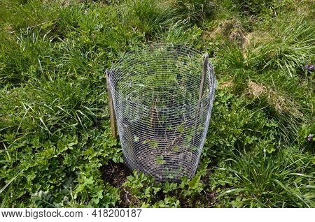 A Young Actinidia Plant Protected By A Metal Net.